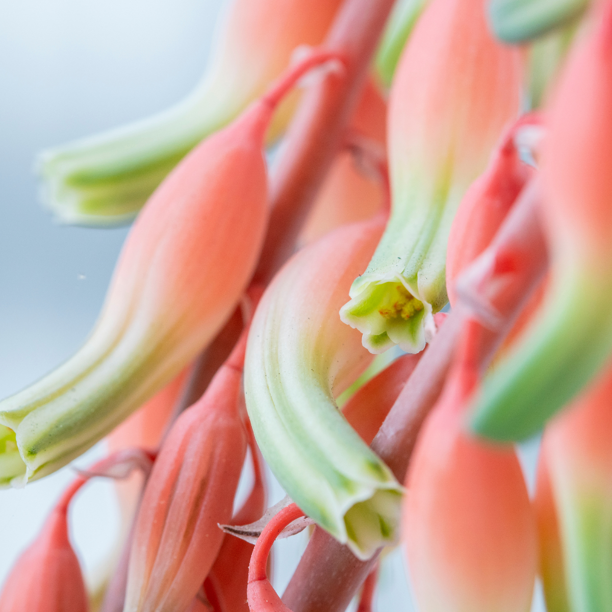 Gasteria Brachyphylla seeds - 10