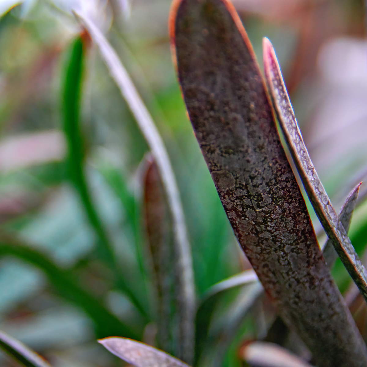 Gasteria Brachyphylla seeds - 10