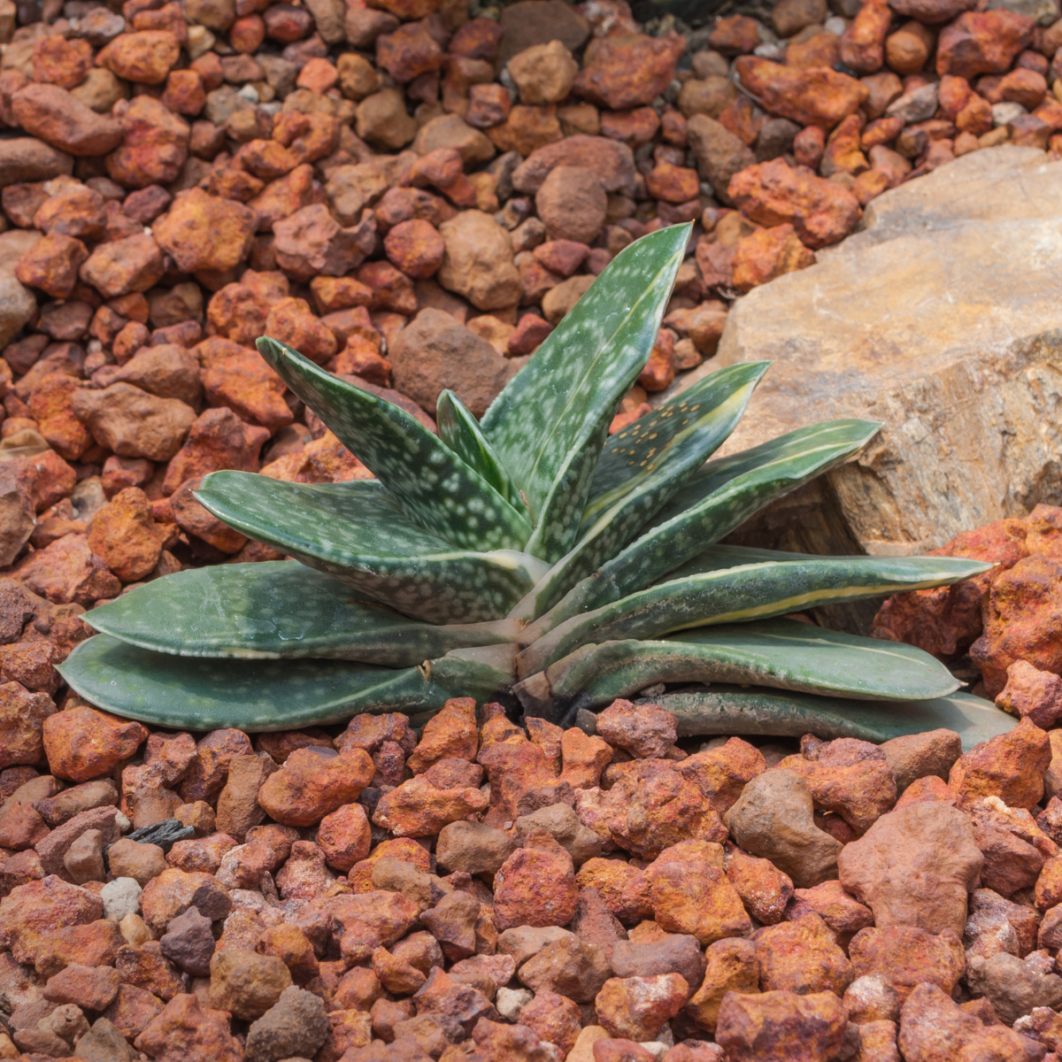 Gasteria Brachyphylla seeds - 10