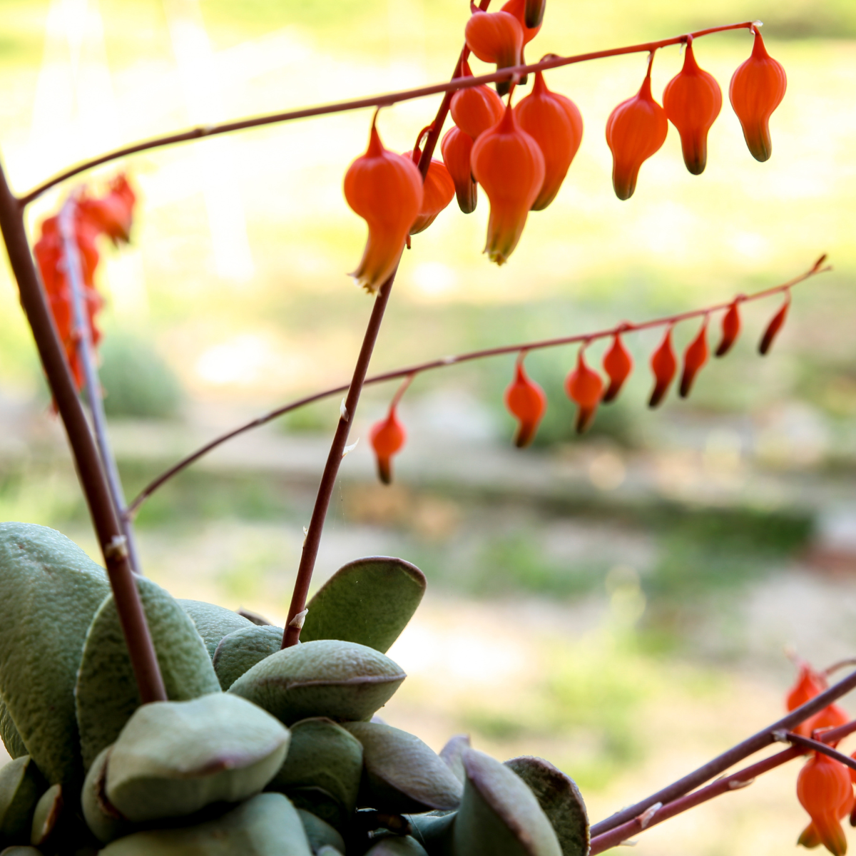 Gasteria Brachyphylla seeds - 10