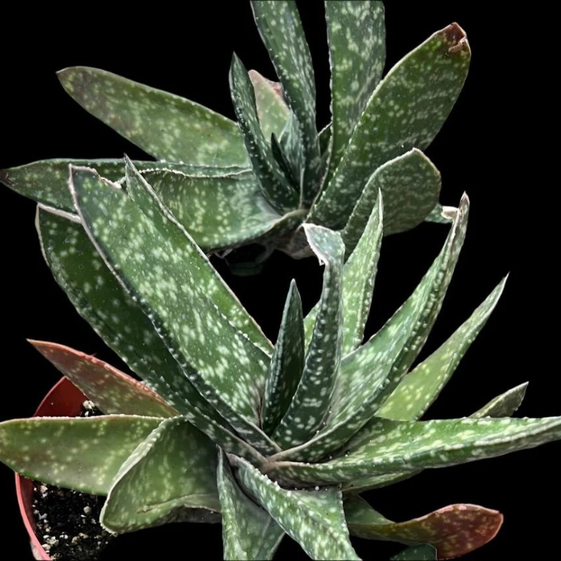 Gasteria Brachyphylla seeds - 10