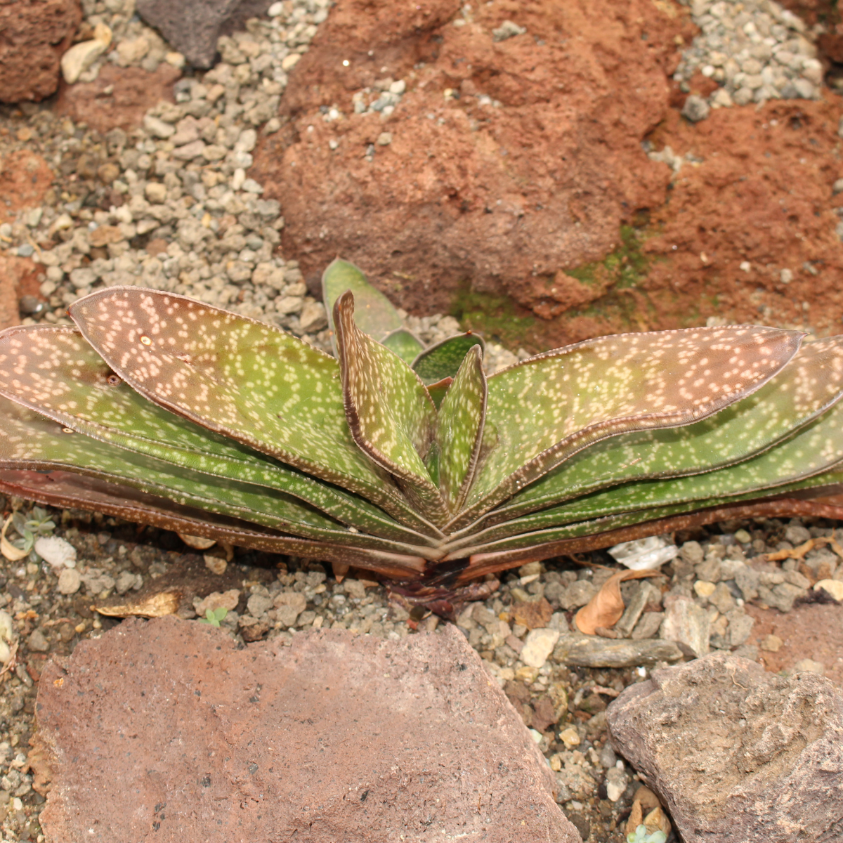 Gasteria Brachyphylla seeds - 10