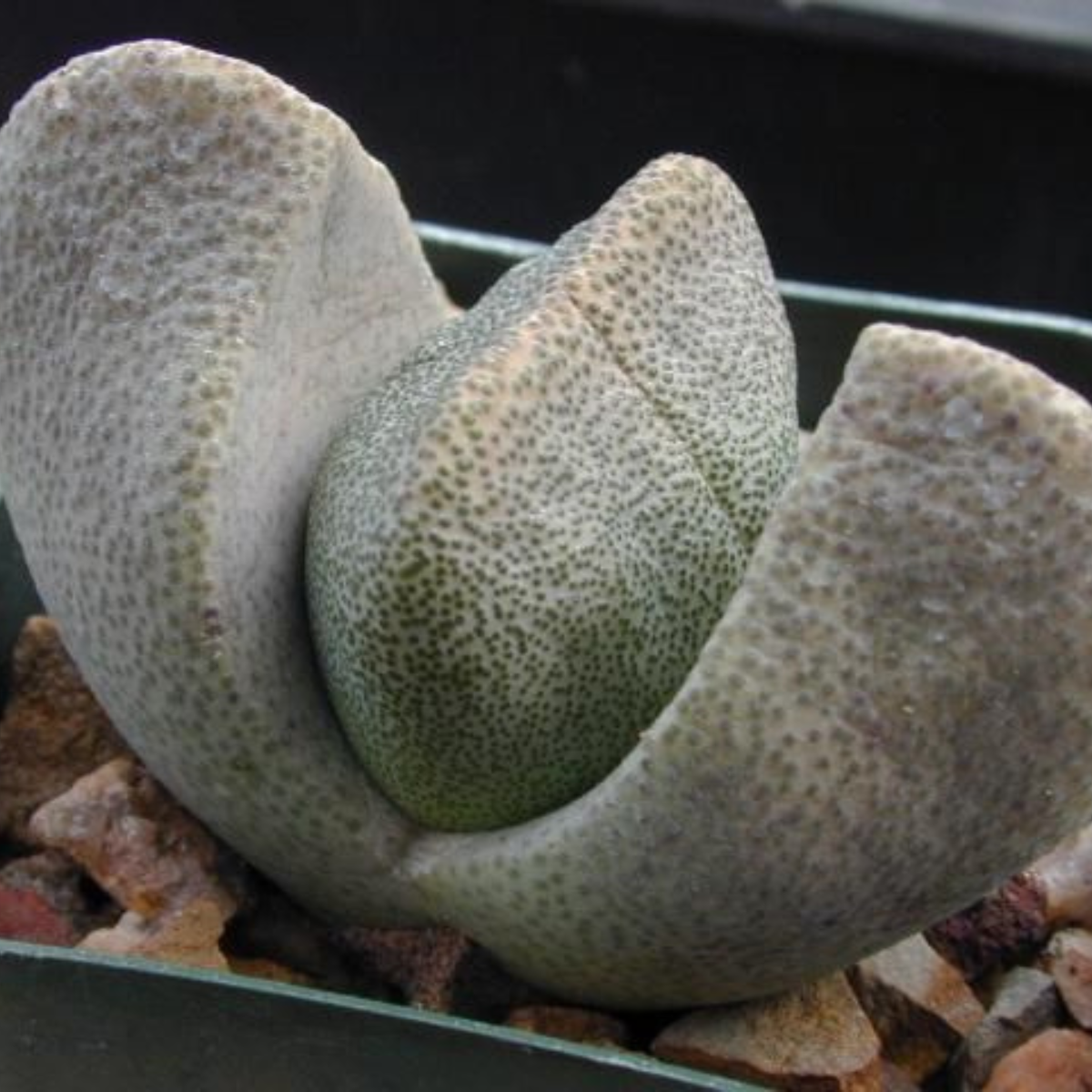 Pleiospilos Bolusii seeds - 10