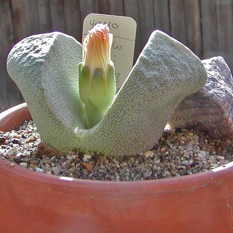 Pleiospilos Bolusii seeds - 10