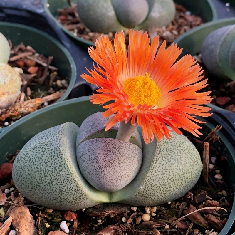 Pleiospilos Bolusii seeds - 10