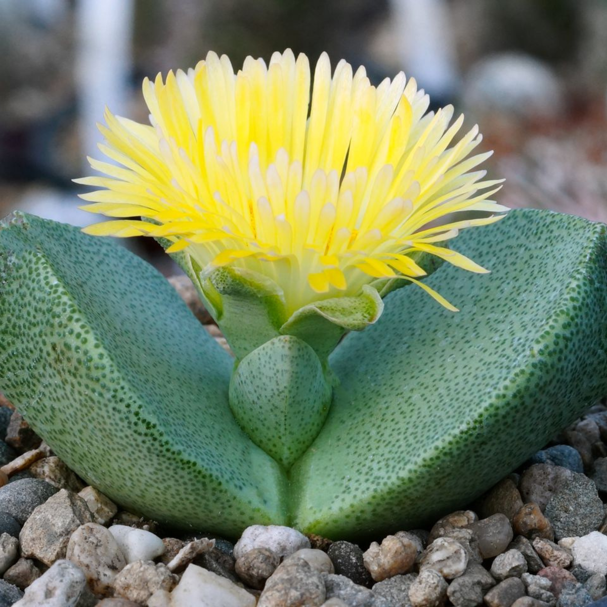 Pleiospilos Bolusii seeds - 10