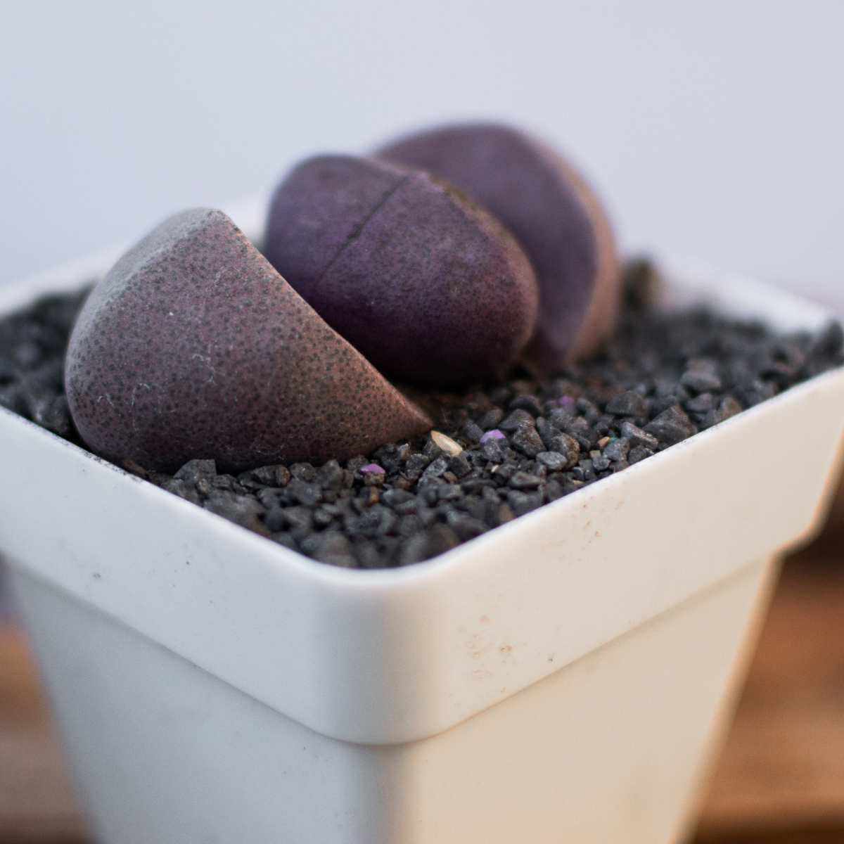 Pleiospilos Bolusii seeds - 10