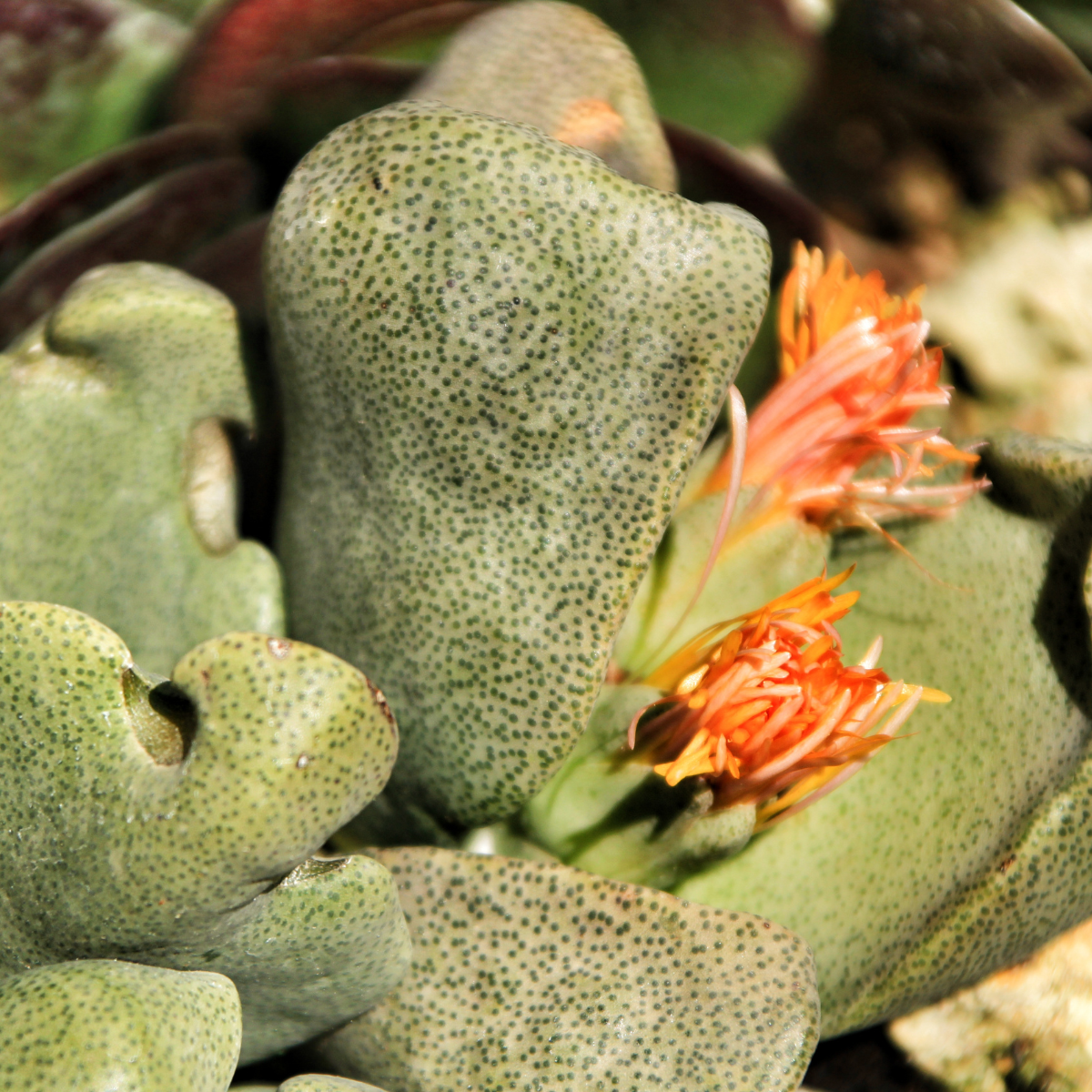 Pleiospilos Bolusii seeds - 10