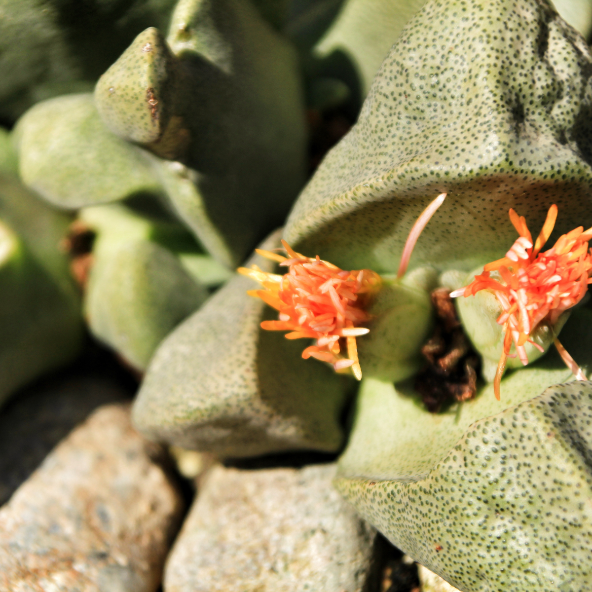 Pleiospilos Bolusii seeds - 10