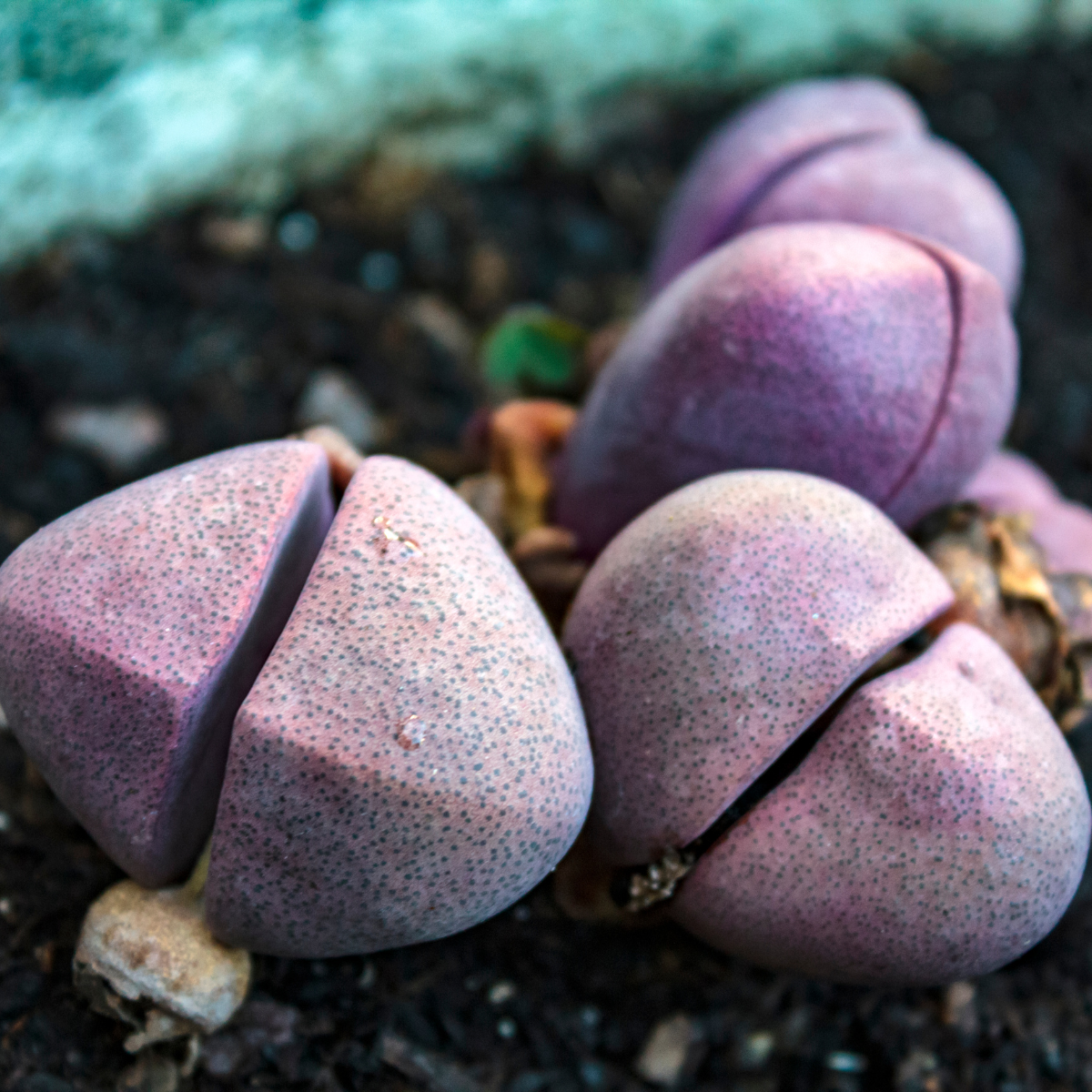 Pleiospilos Bolusii seeds - 10