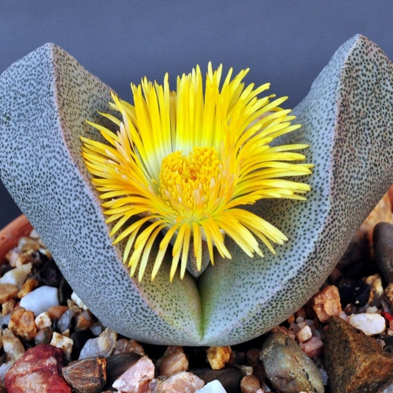 Pleiospilos Bolusii seeds - 10