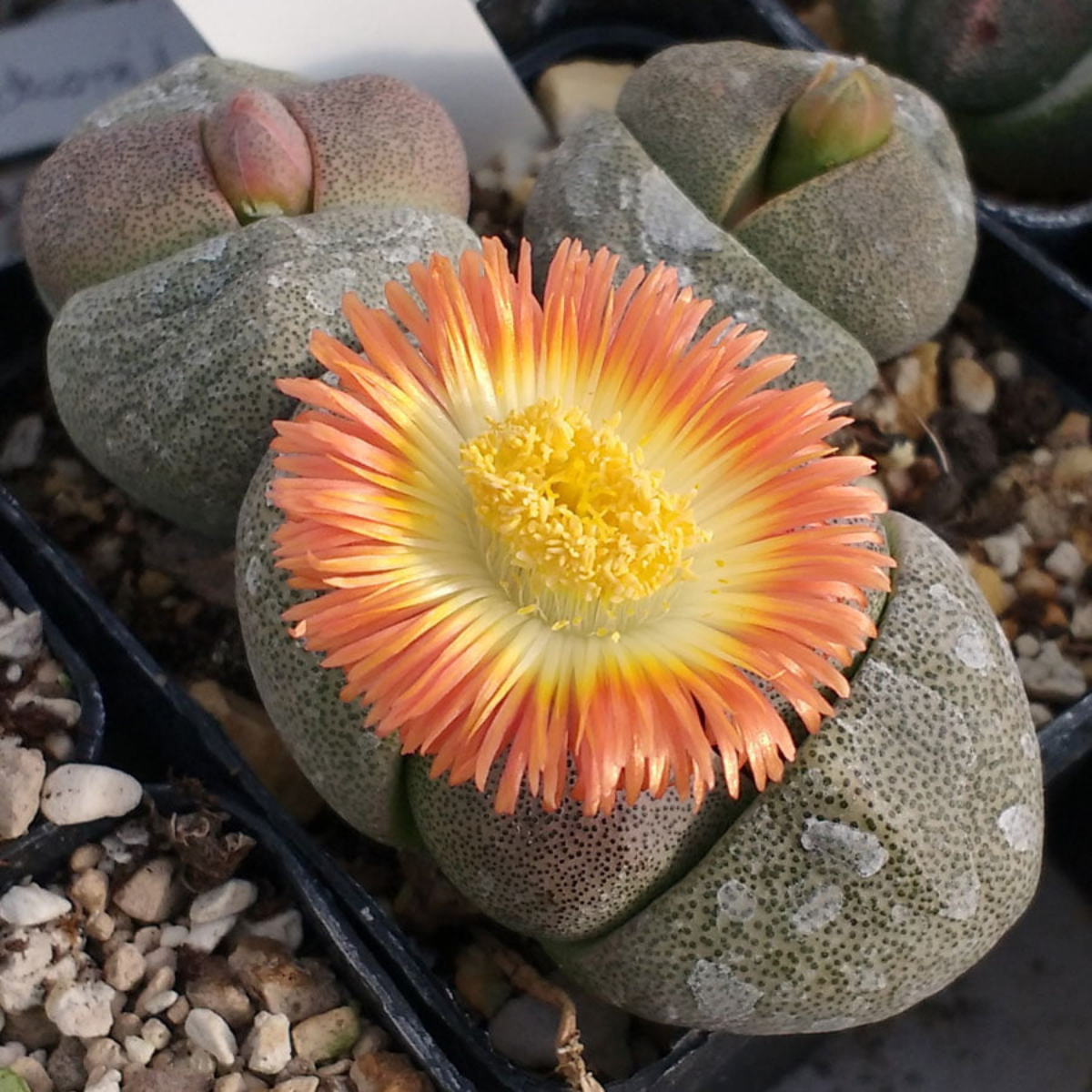 Pleiospilos Bolusii seeds - 10