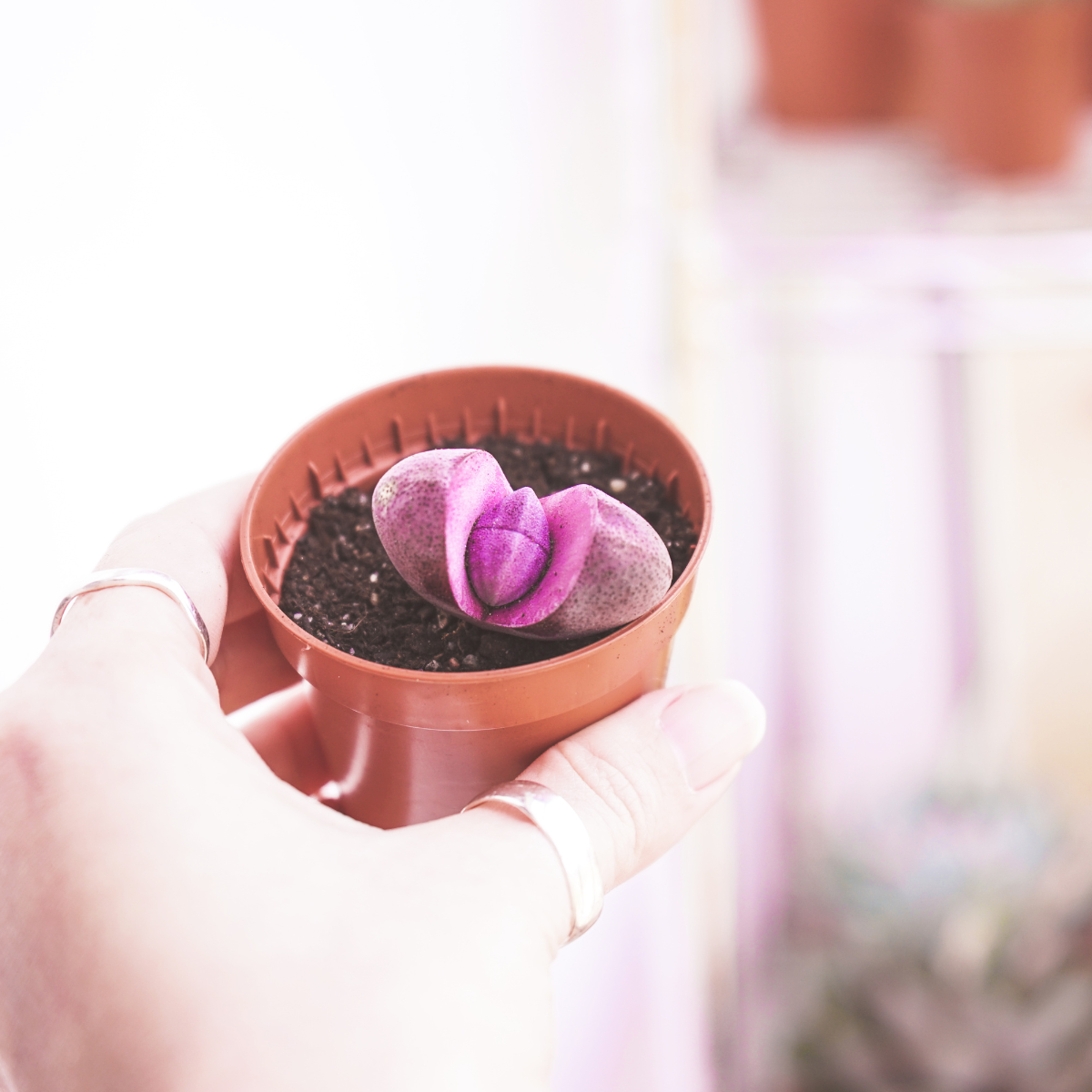 Pleiospilos Bolusii seeds - 10