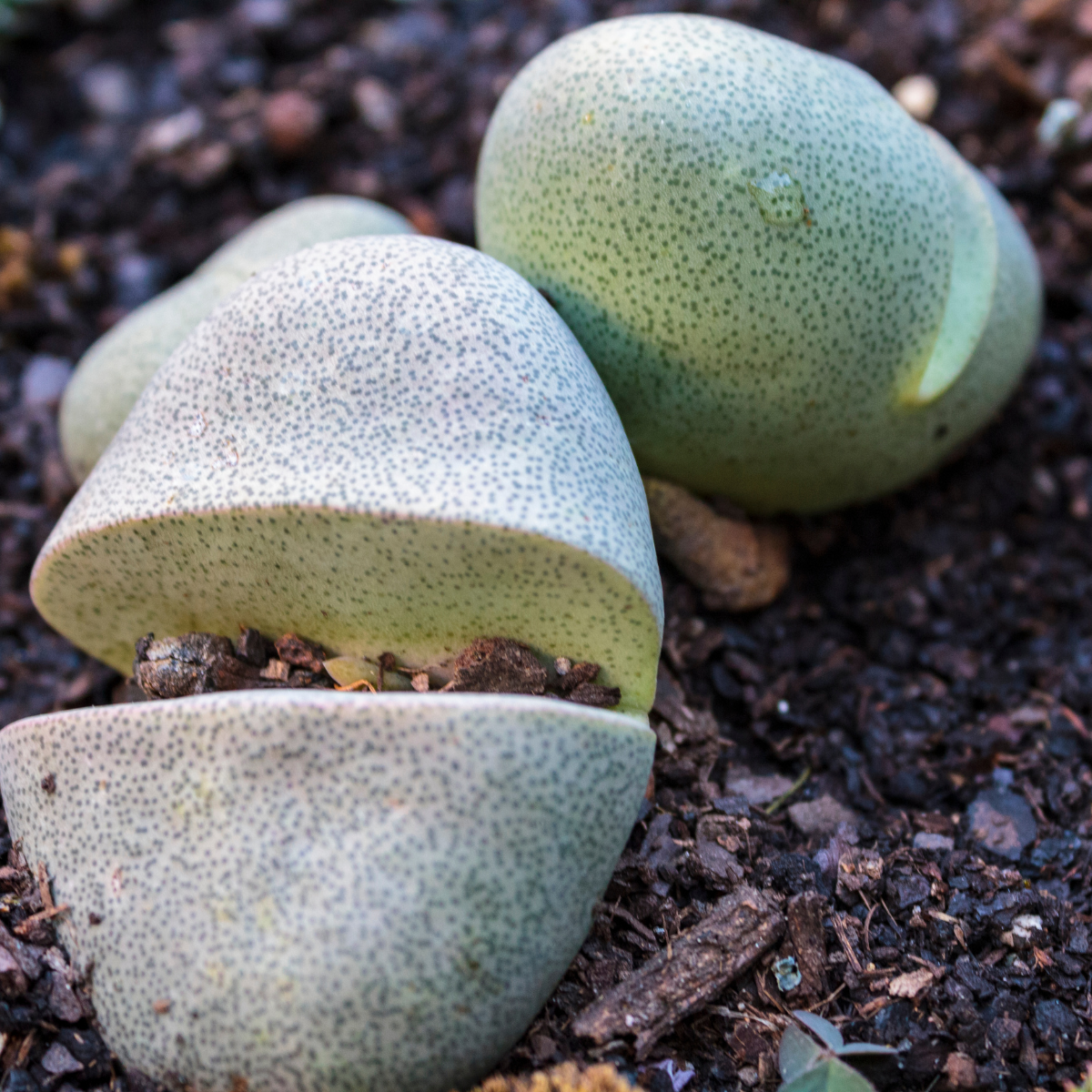 Pleiospilos Bolusii seeds - 10