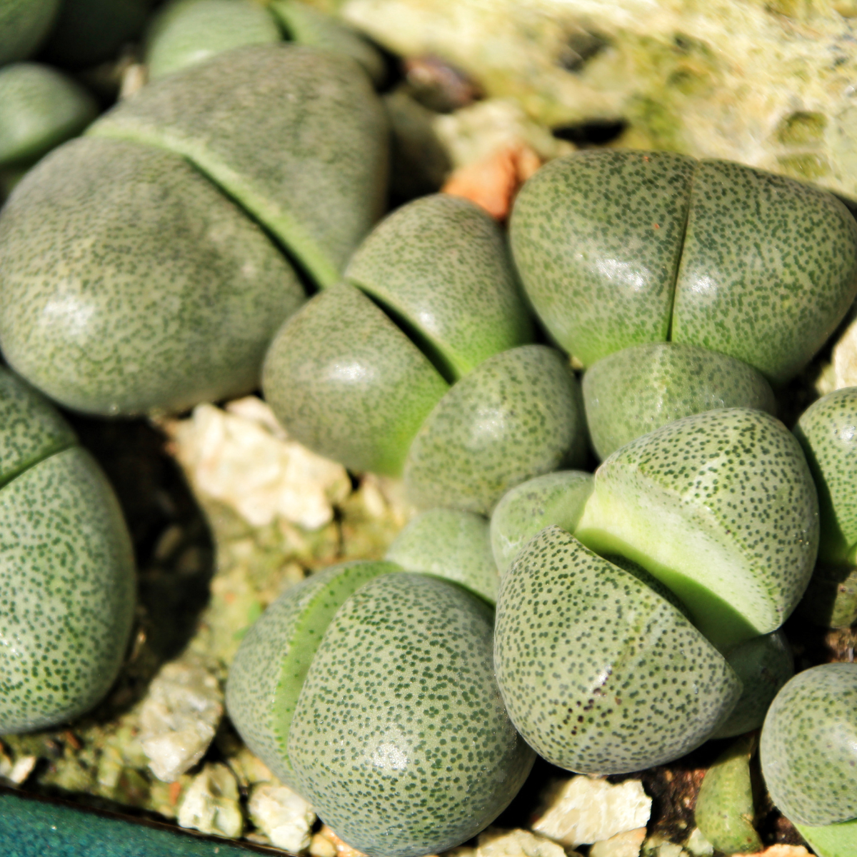 Pleiospilos Bolusii seeds - 10