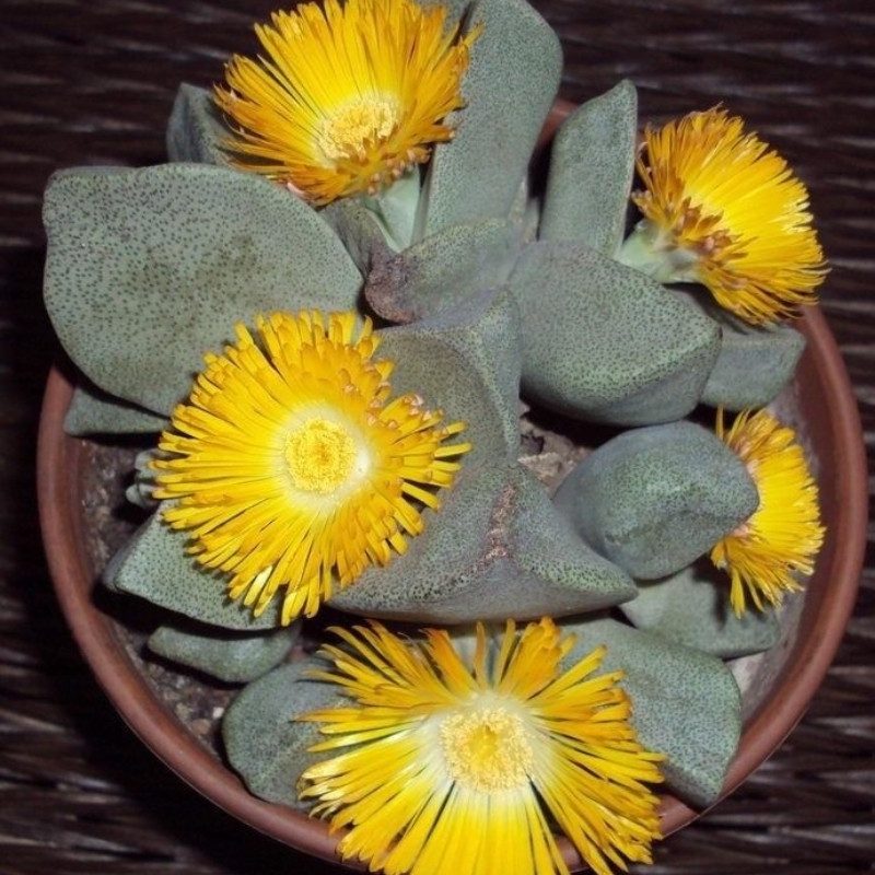 Pleiospilos Bolusii seeds - 10