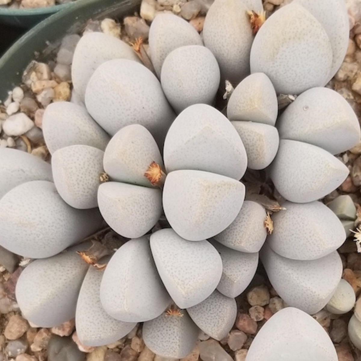 Dinteranthus Microspermus seeds - 10