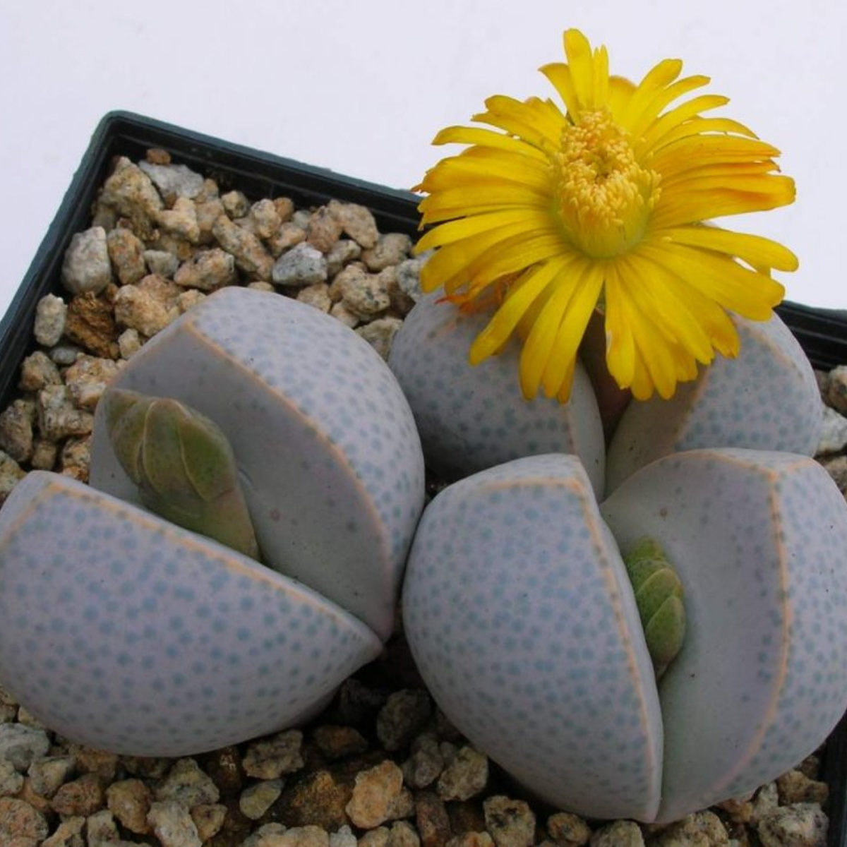 Dinteranthus Microspermus seeds - 10