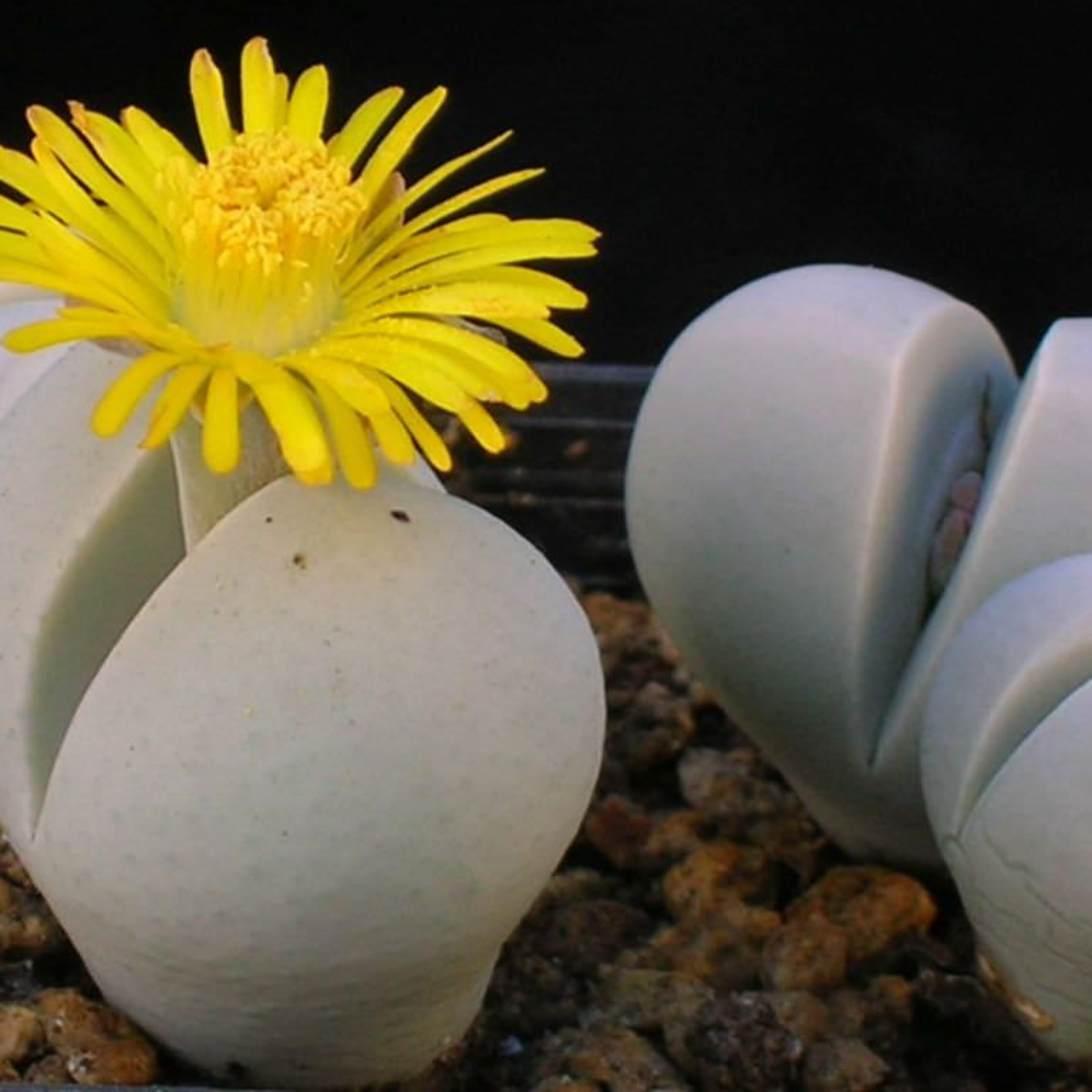 Dinteranthus Microspermus seeds - 10