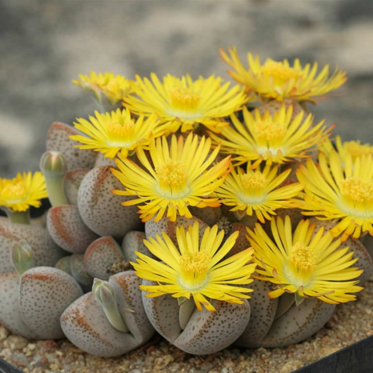 Dinteranthus Microspermus seeds - 10