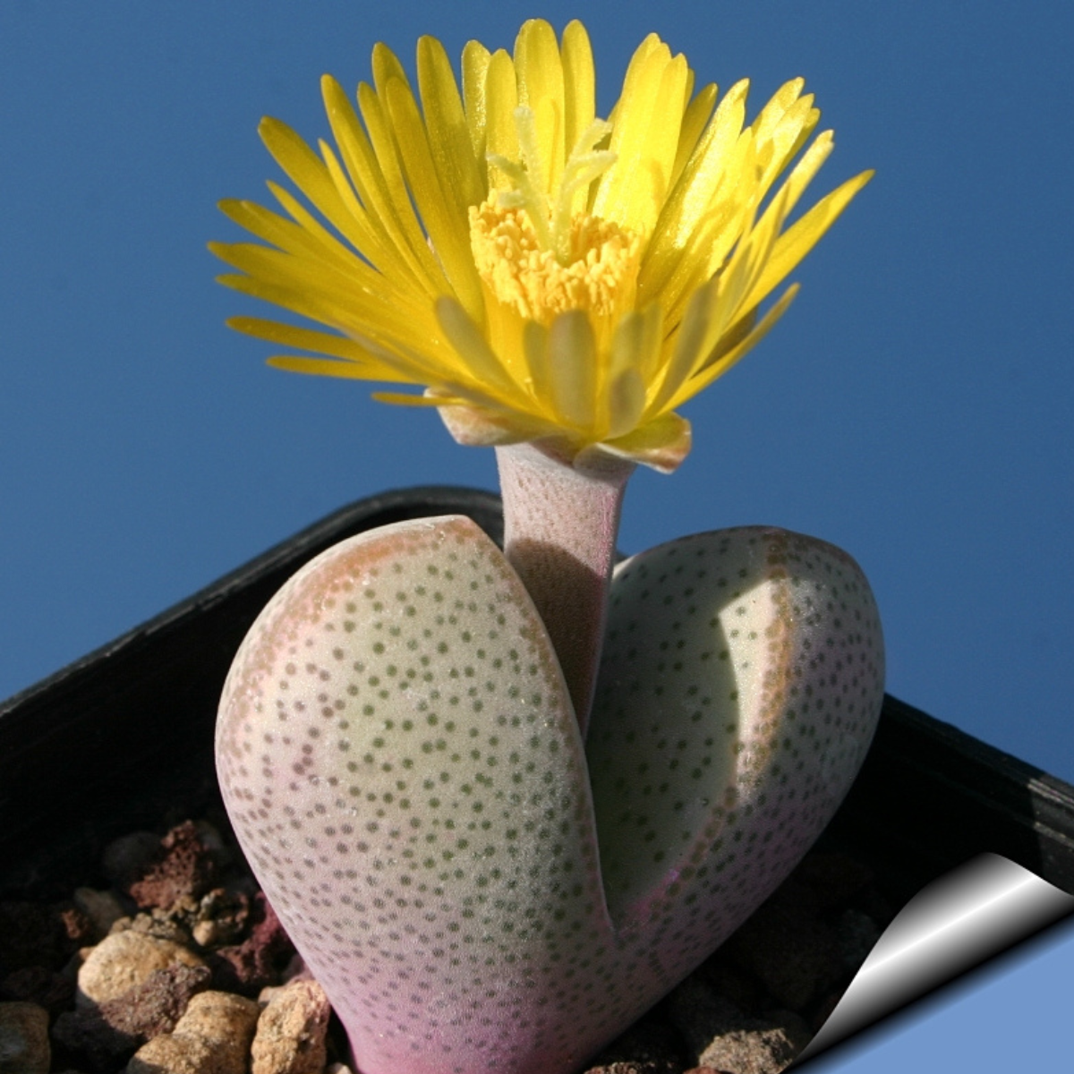 Dinteranthus Microspermus seeds - 10