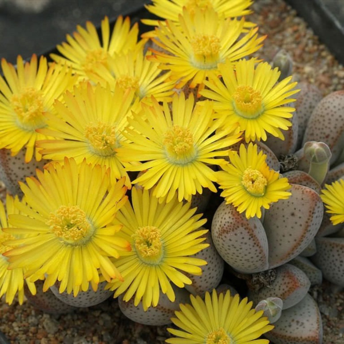 Dinteranthus Microspermus seeds - 10