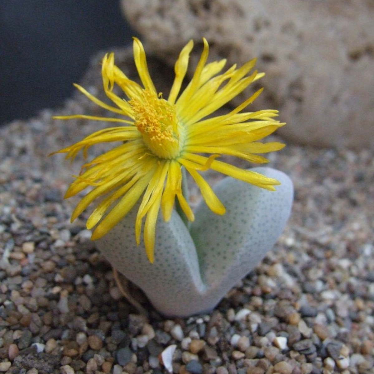 Dinteranthus Microspermus seeds - 10