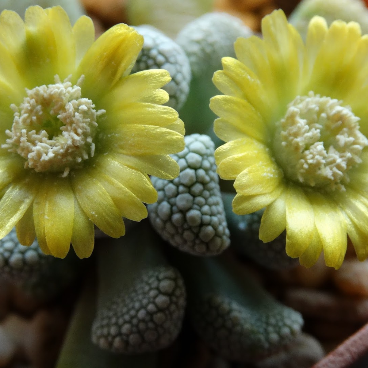 Titanopsis Schwantesii seeds - 10