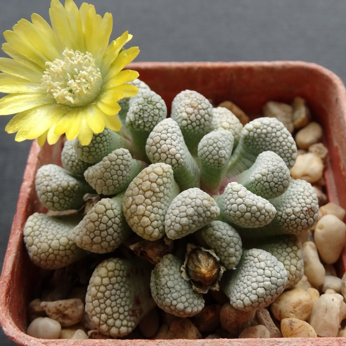 Titanopsis Schwantesii seeds - 10