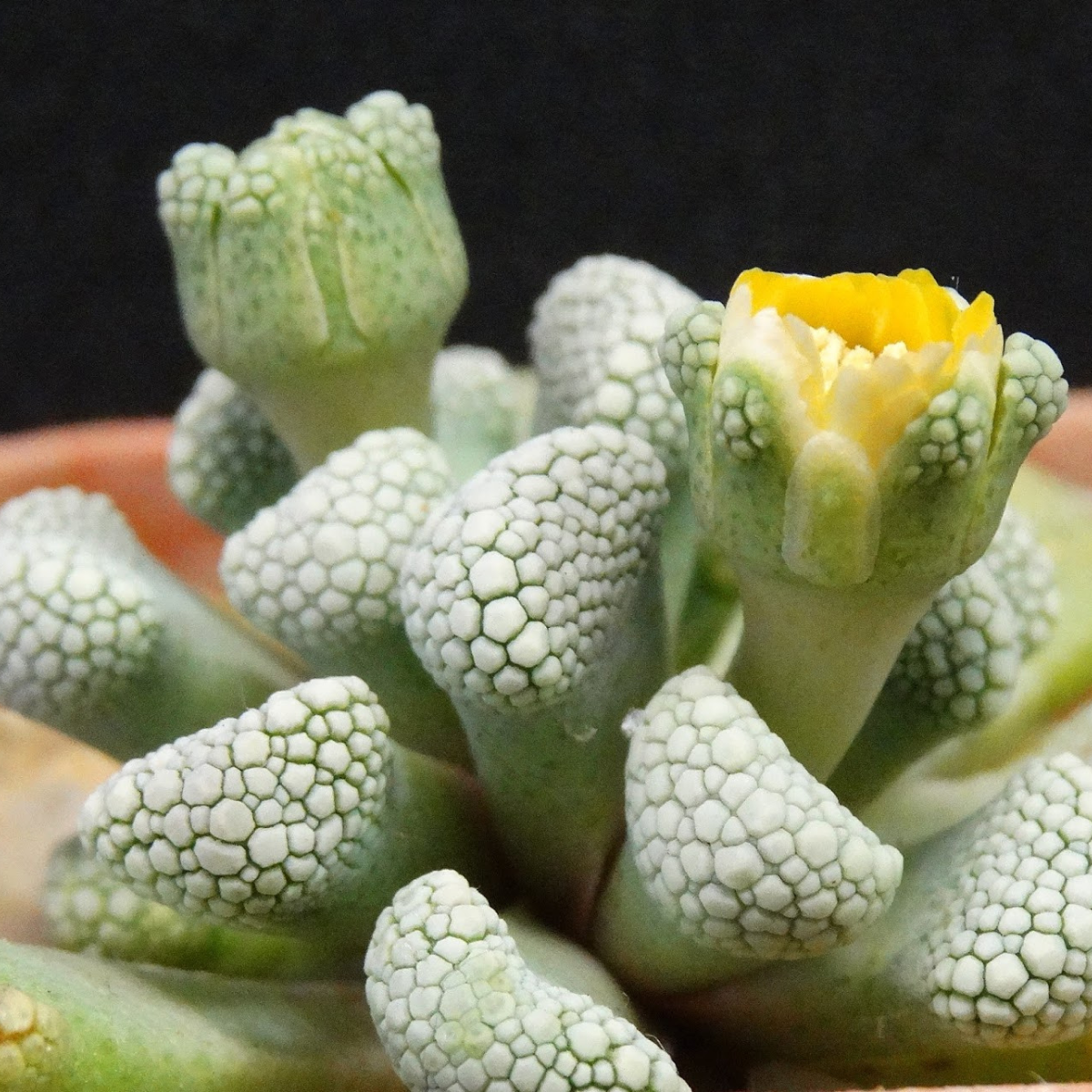 Titanopsis Schwantesii seeds - 10