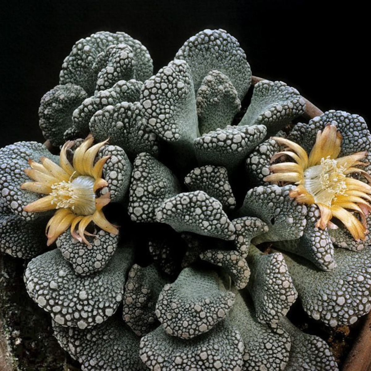 Titanopsis Schwantesii seeds - 10