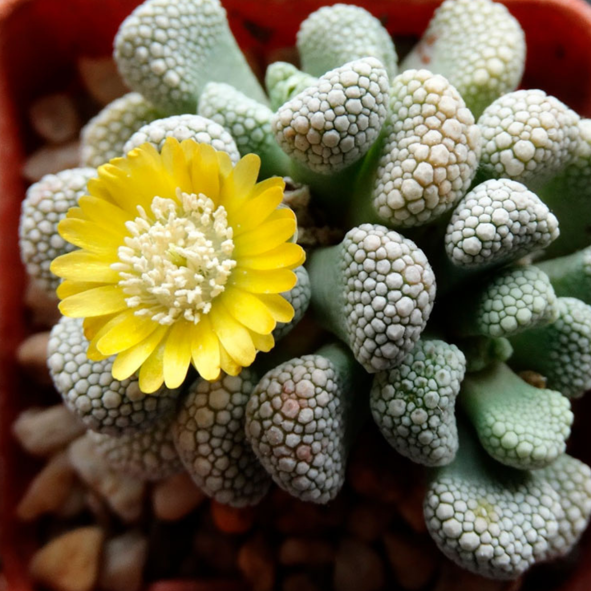 Titanopsis Schwantesii seeds - 10