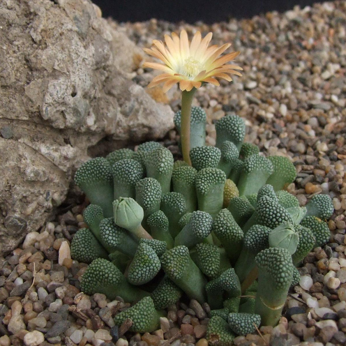 Titanopsis Schwantesii seeds - 10