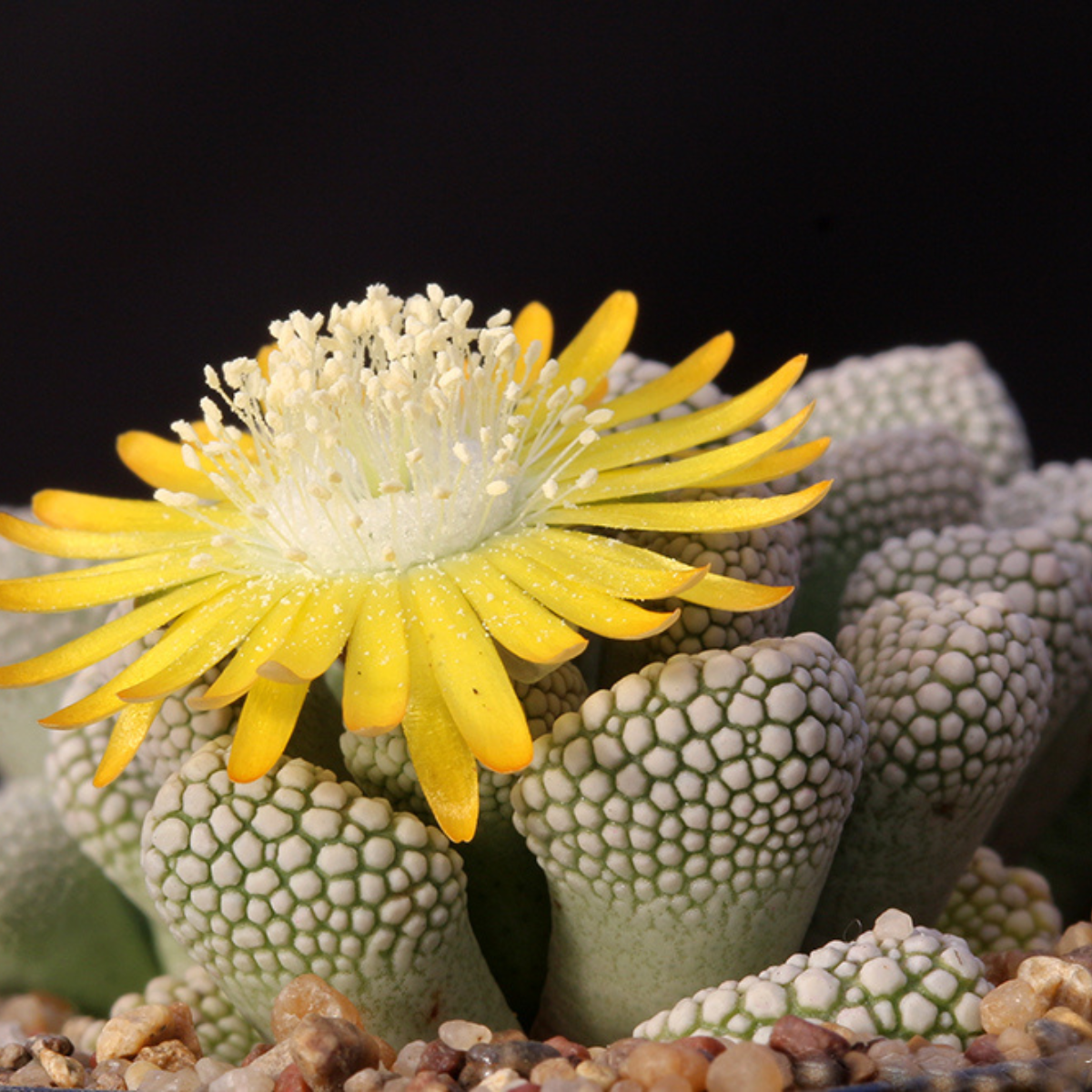 Titanopsis Schwantesii seeds - 10