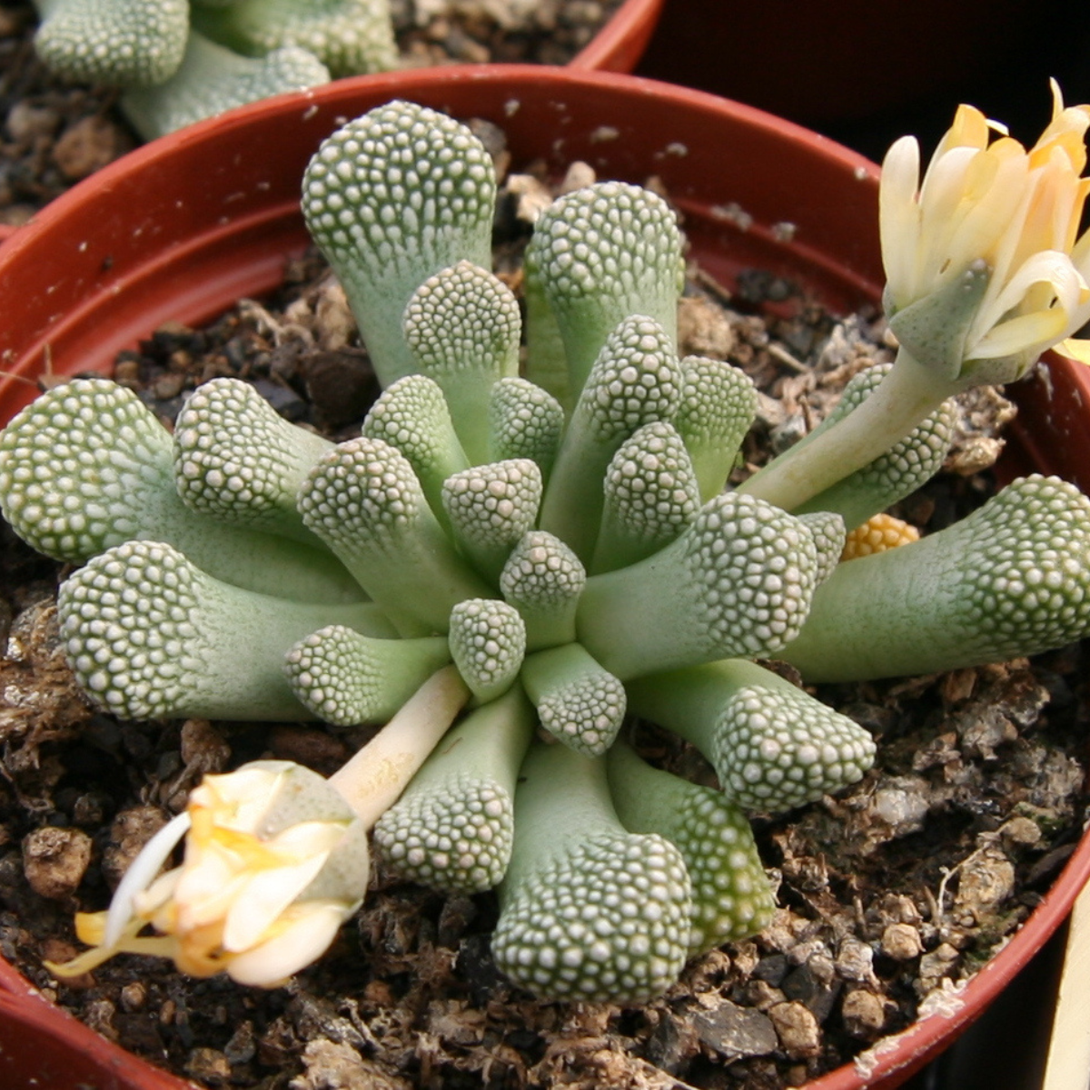 Titanopsis Schwantesii seeds - 10