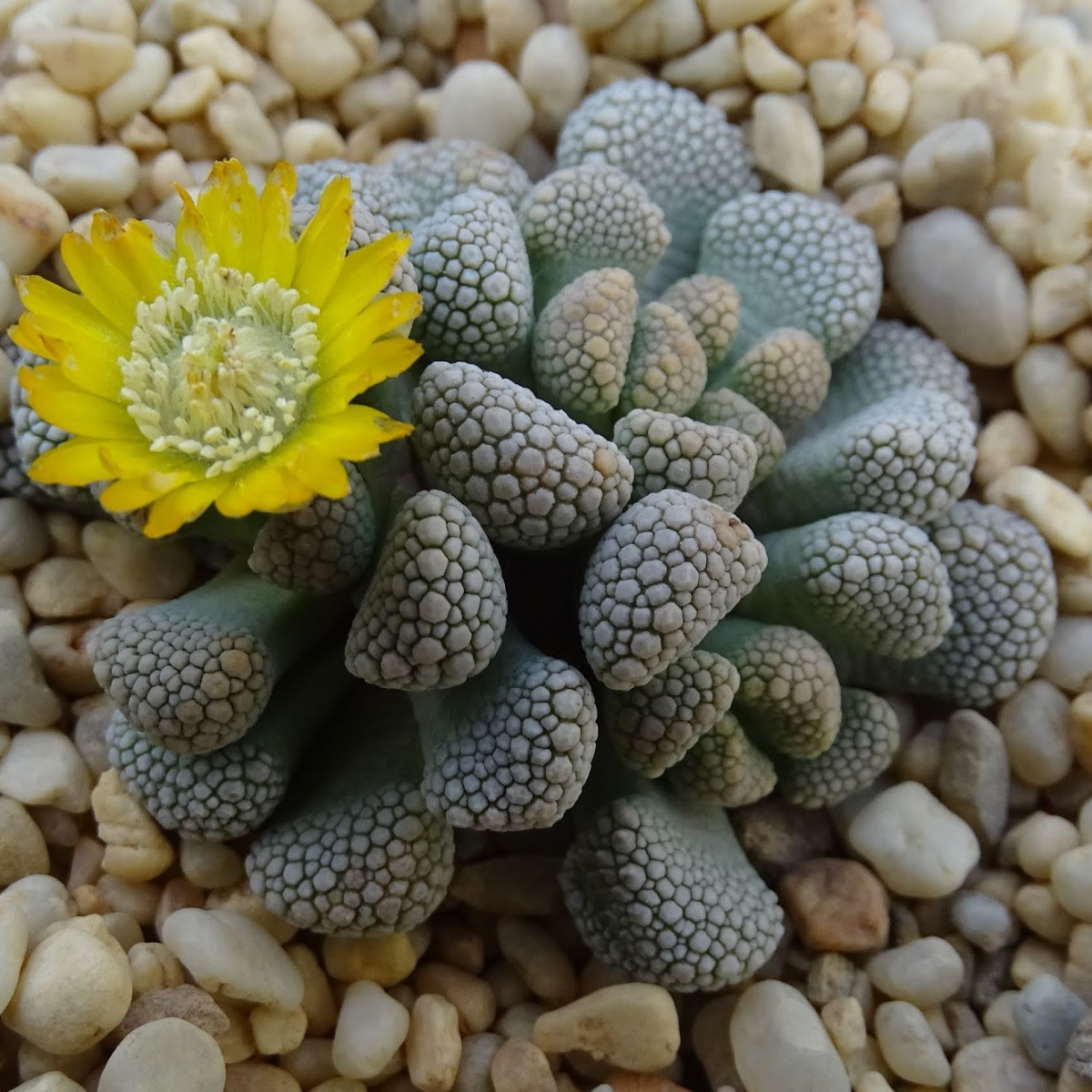 Titanopsis Schwantesii seeds - 10