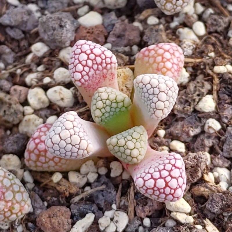 Titanopsis Schwantesii seeds - 10