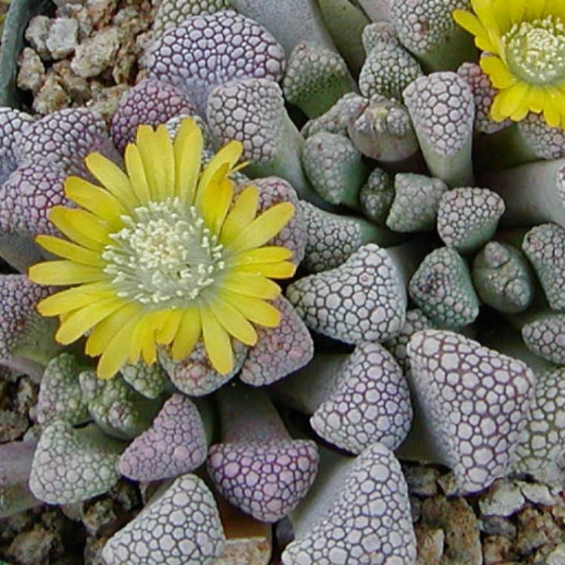 Titanopsis Schwantesii seeds - 10