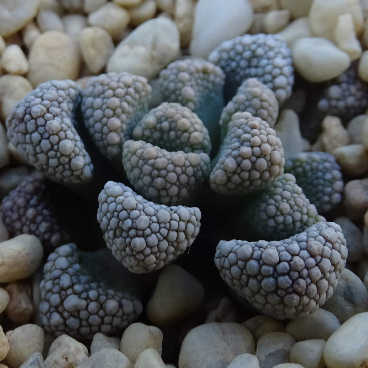 Titanopsis Schwantesii seeds - 10