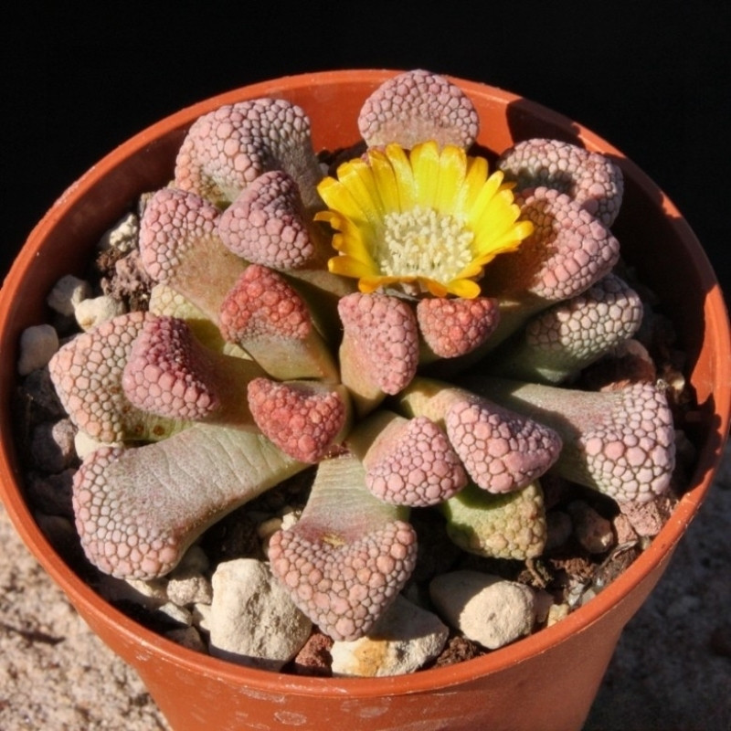 Titanopsis Schwantesii seeds - 10