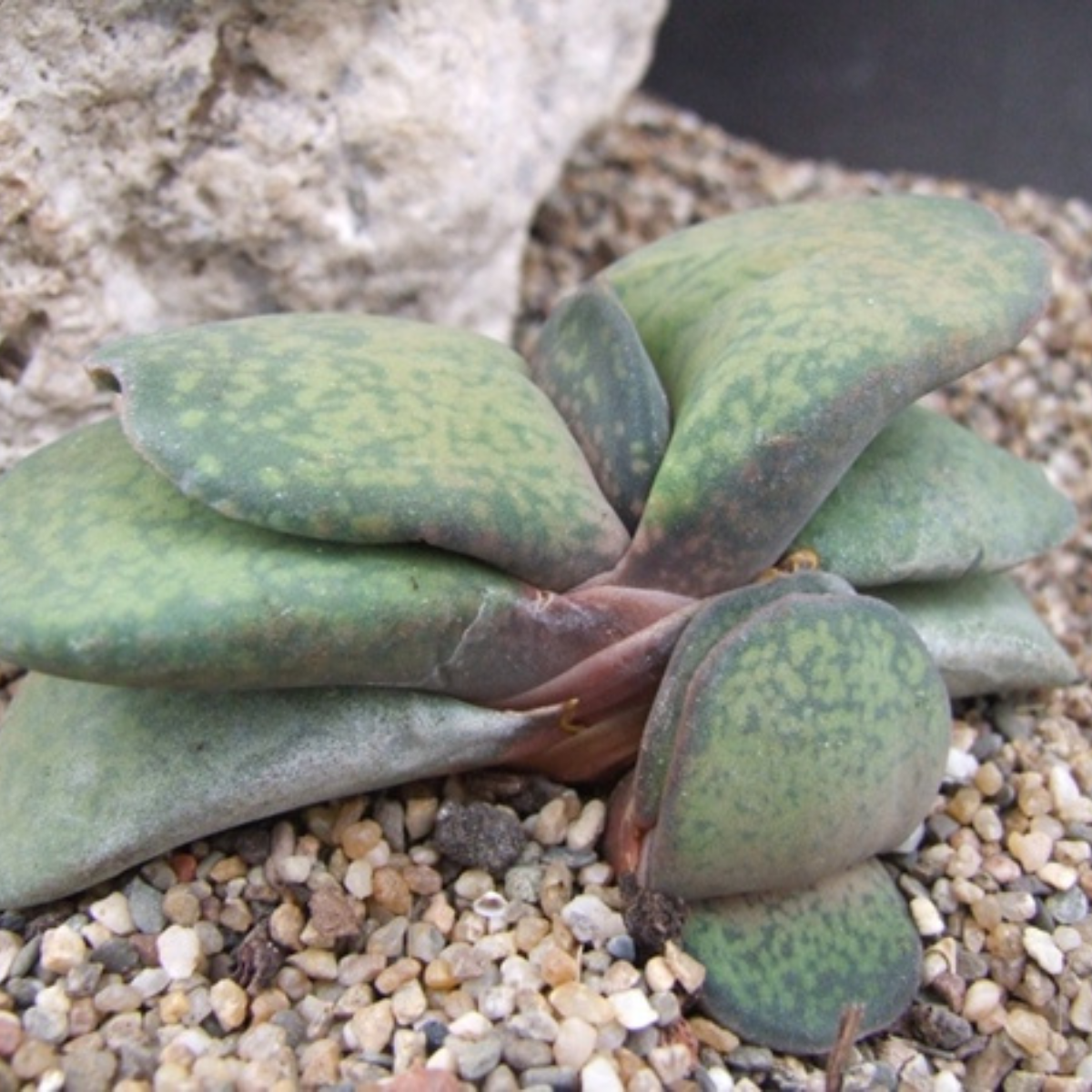 Gasteria Disticha seeds - 10