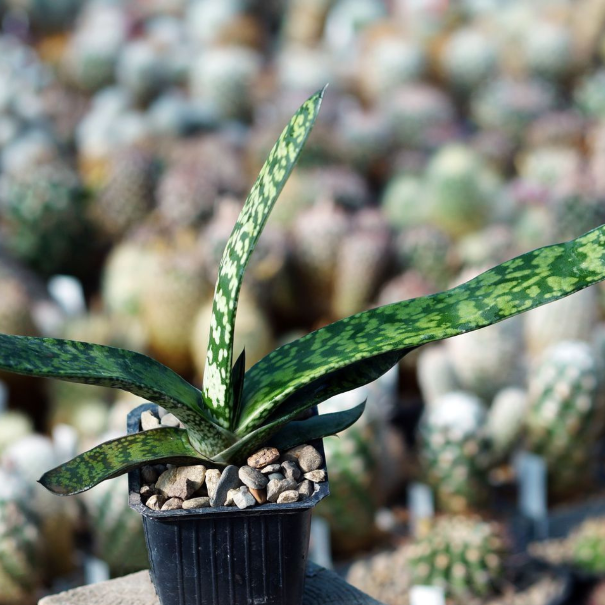 Gasteria Disticha seeds - 10