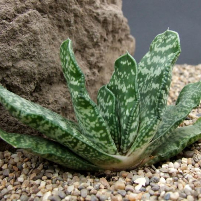 Gasteria Disticha seeds - 10
