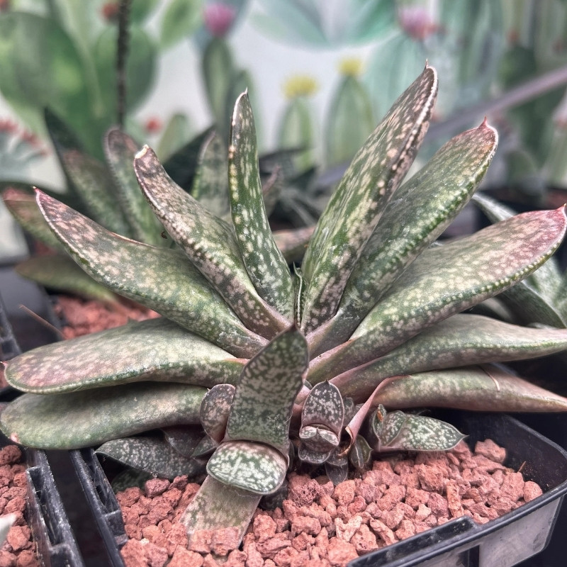 Gasteria Disticha seeds - 10