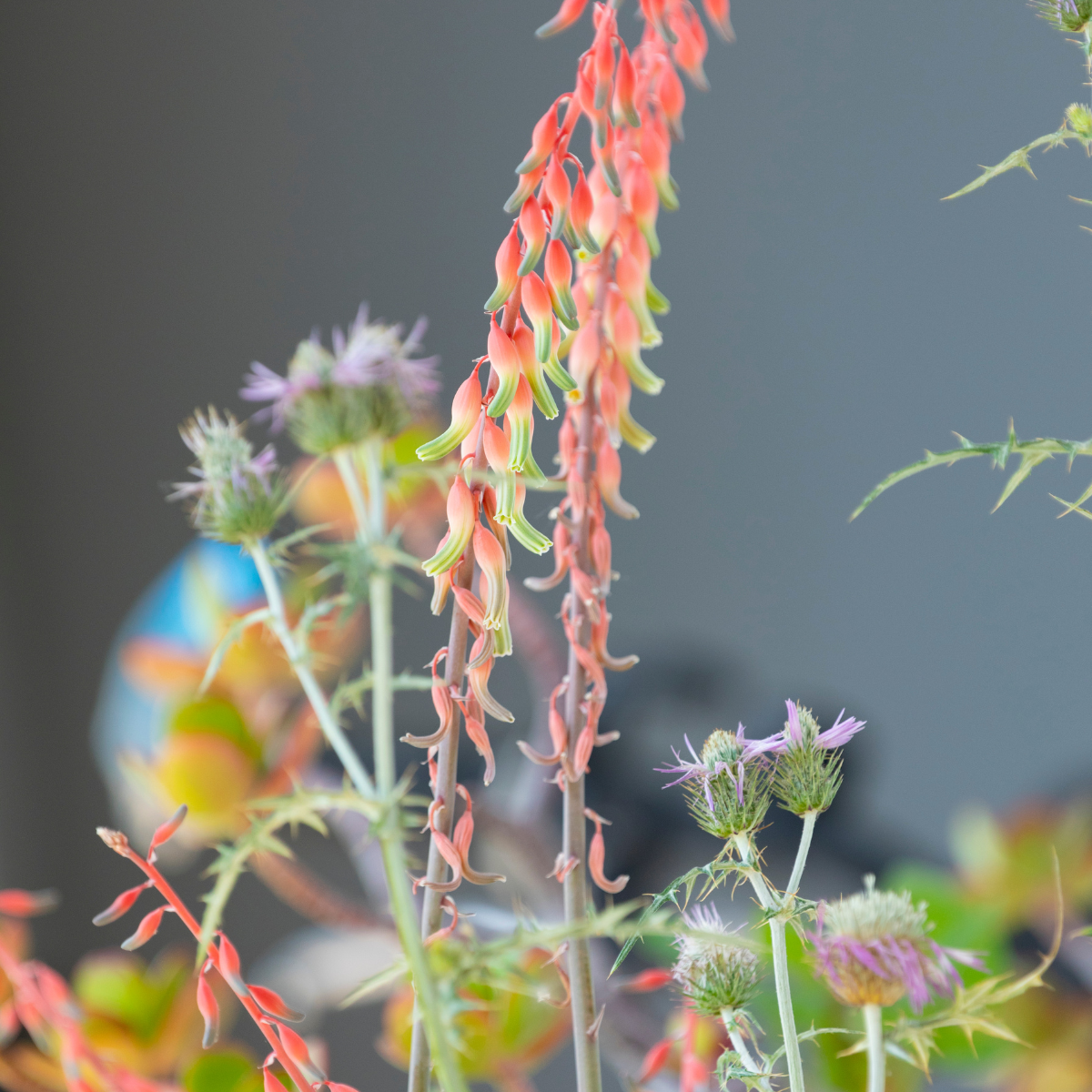 Gasteria Disticha seeds - 10