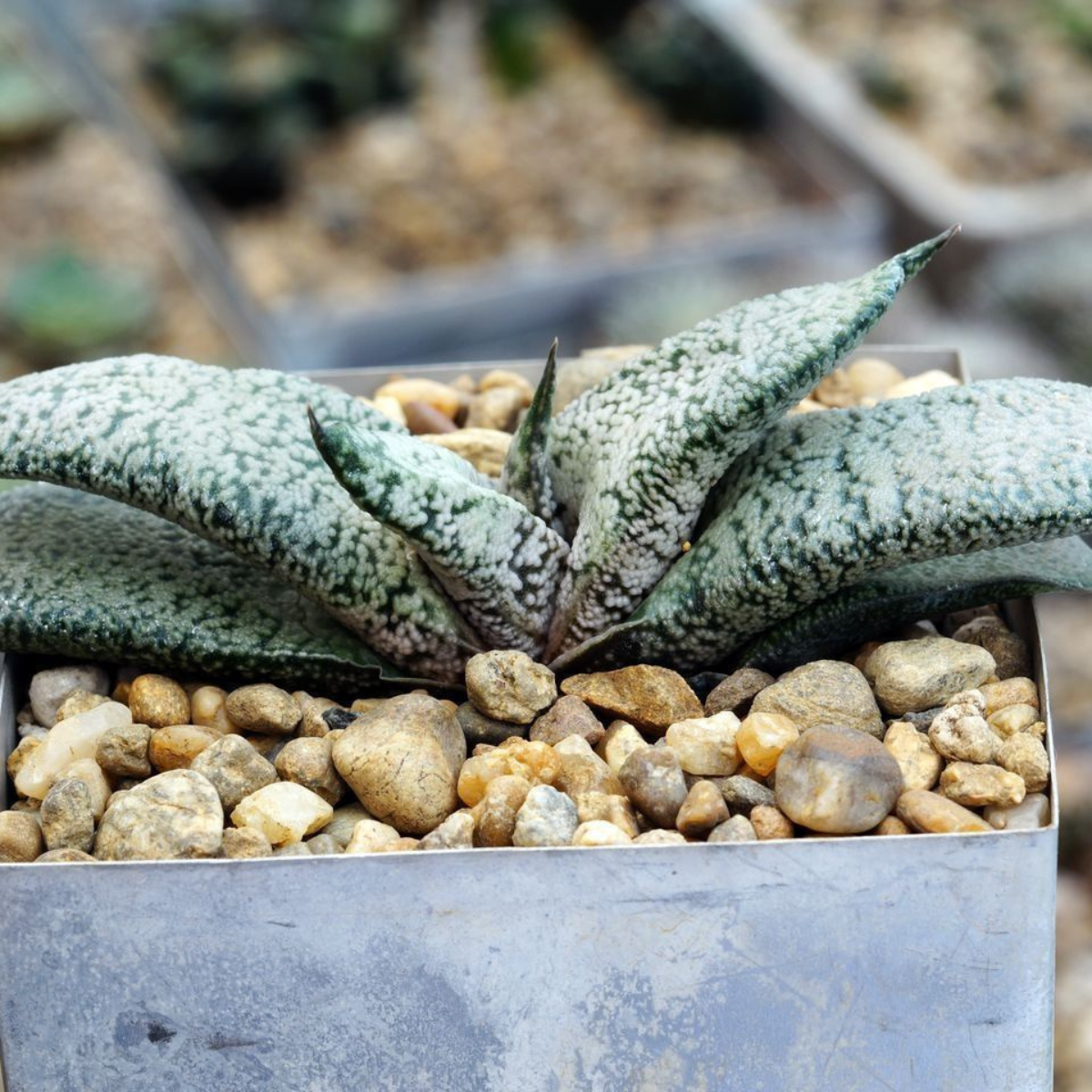 Gasteria Disticha seeds - 10