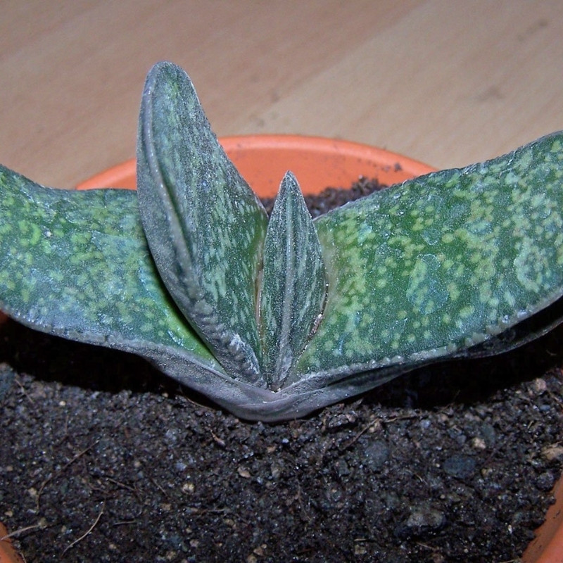 Gasteria Disticha seeds - 10