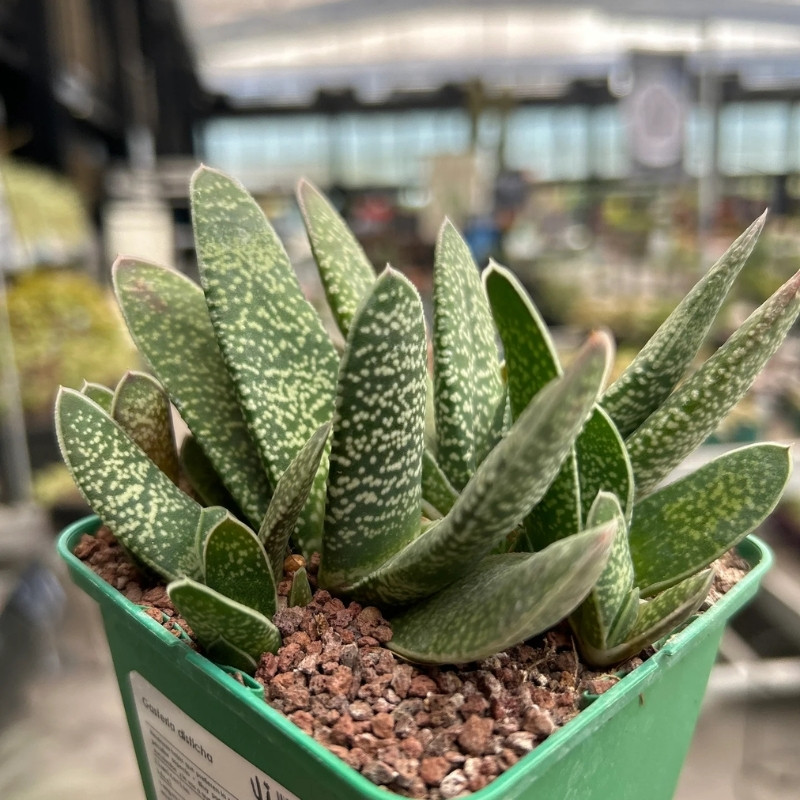 Gasteria Disticha seeds - 10