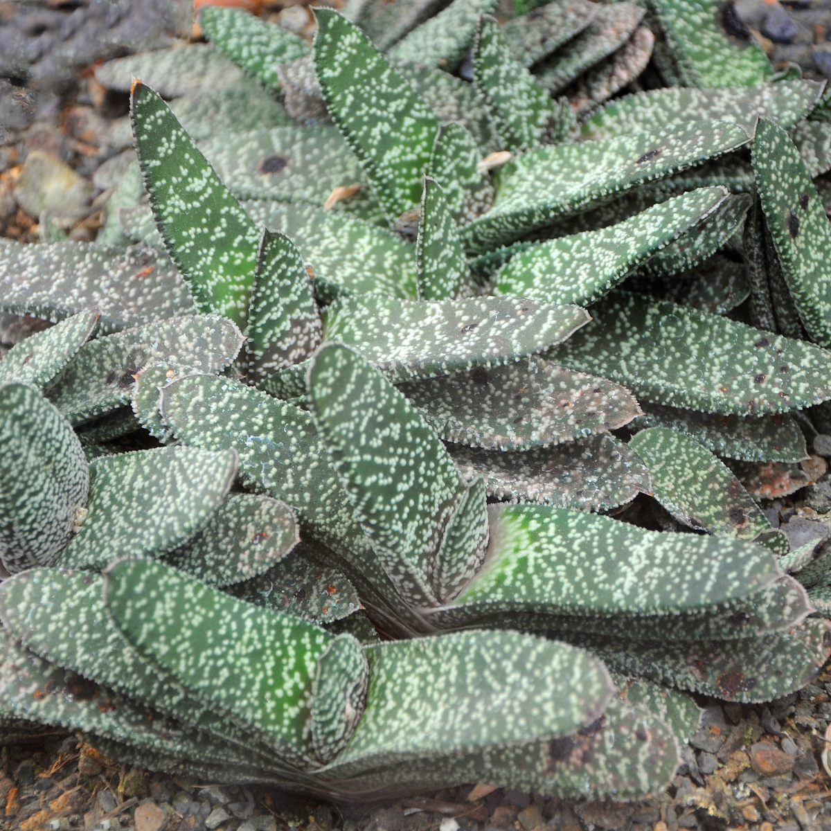 Gasteria Disticha seeds - 10