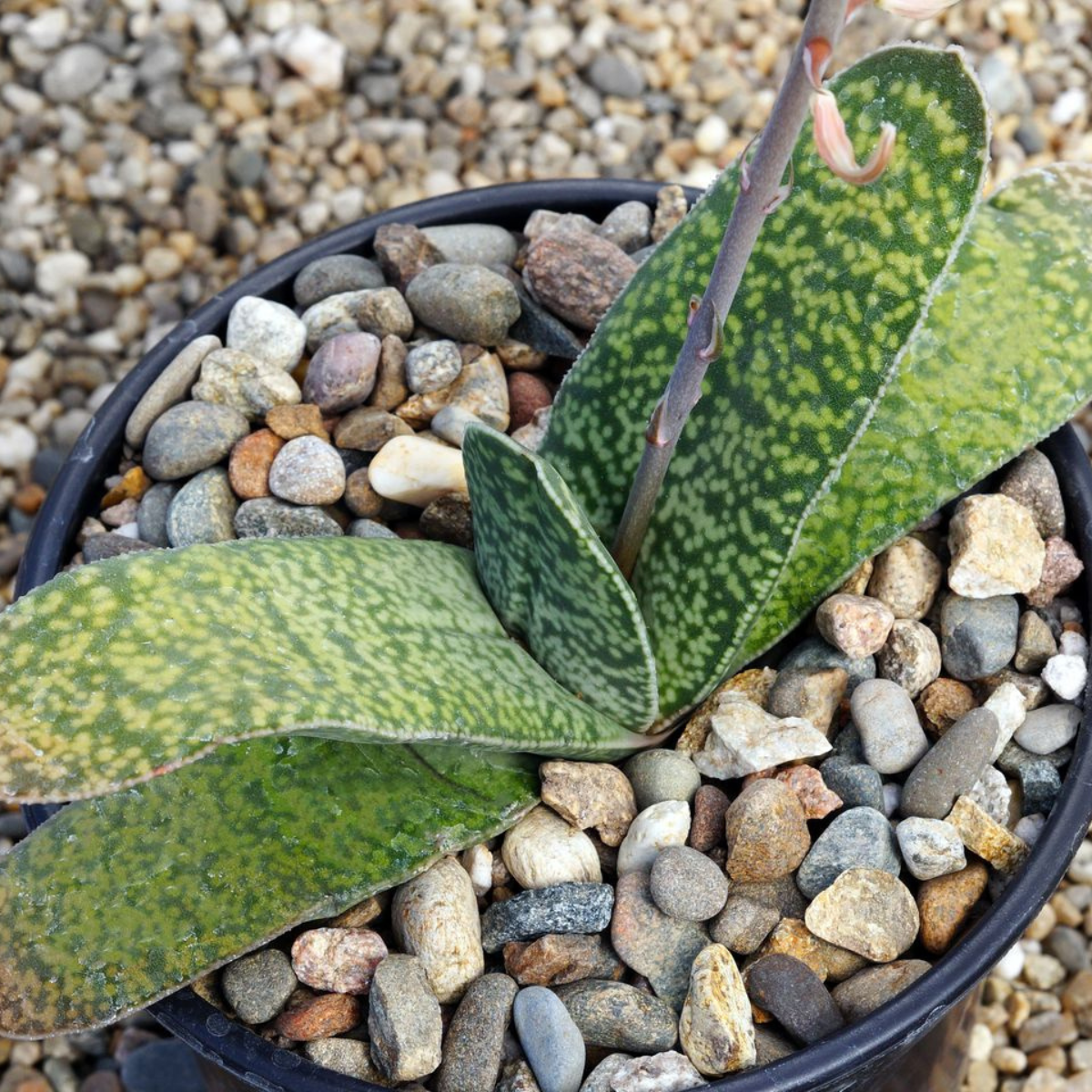 Gasteria Disticha seeds - 10